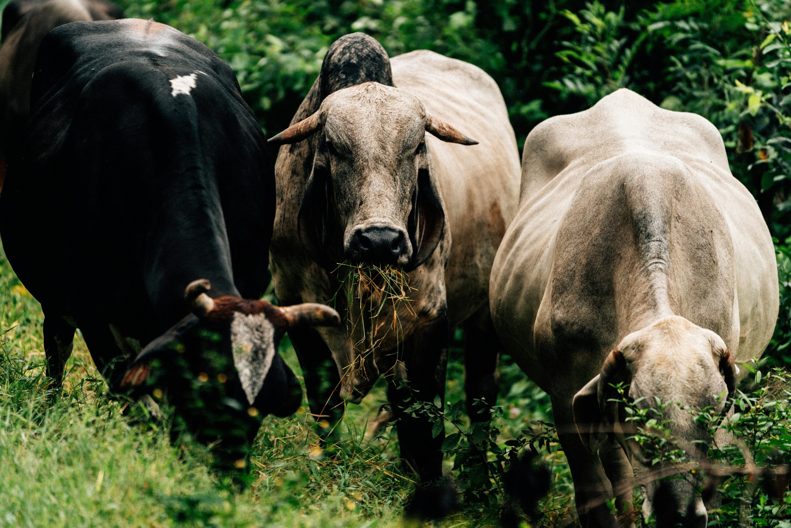 cuidado de ganado bovino
