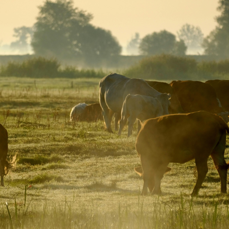 Manejo productivo de ganado enfocado en bienestar y eficiencia