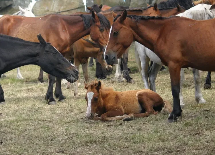 Manejo y cuidado de ganado equino en finca agroganadera
