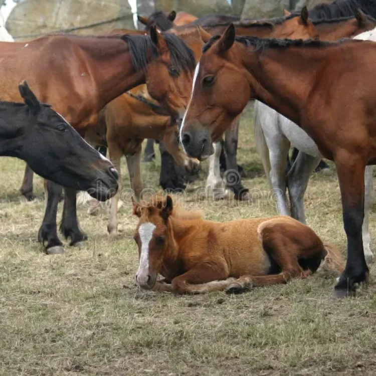 Manejo y cuidado de ganado equino en finca agroganadera
