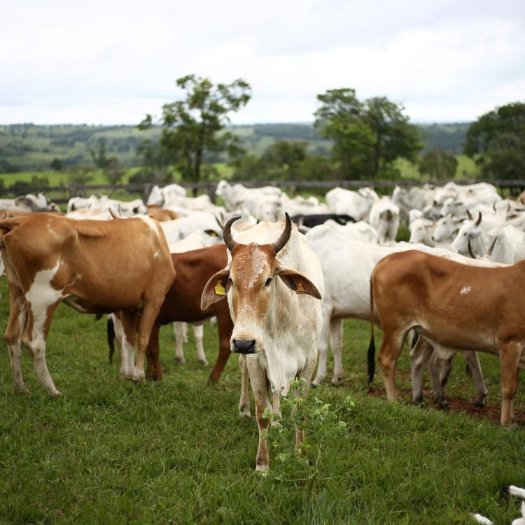 Ganado bovino en proceso de produccion agroganadera